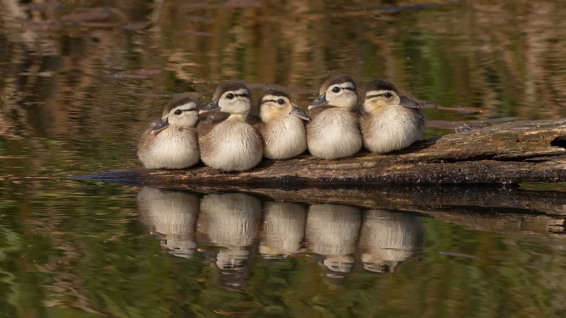 “超越极限:冲破天气与地形的速度奇迹”,超越极限视频