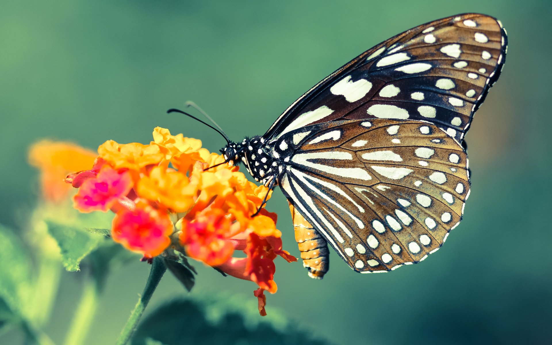 【比赛精彩】逆转局中的战术变化成就传奇,逆转获胜