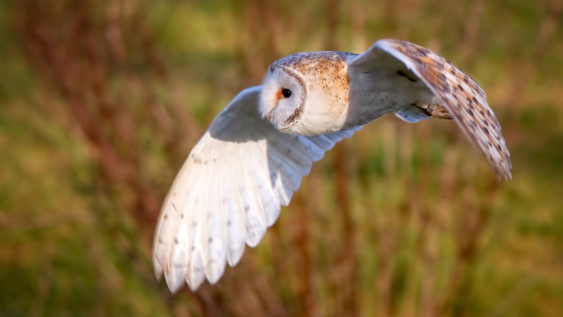 开云kaiyun-德国女子200米选手在预赛中表现出色，晋级半决赛，德国女子短跑名将