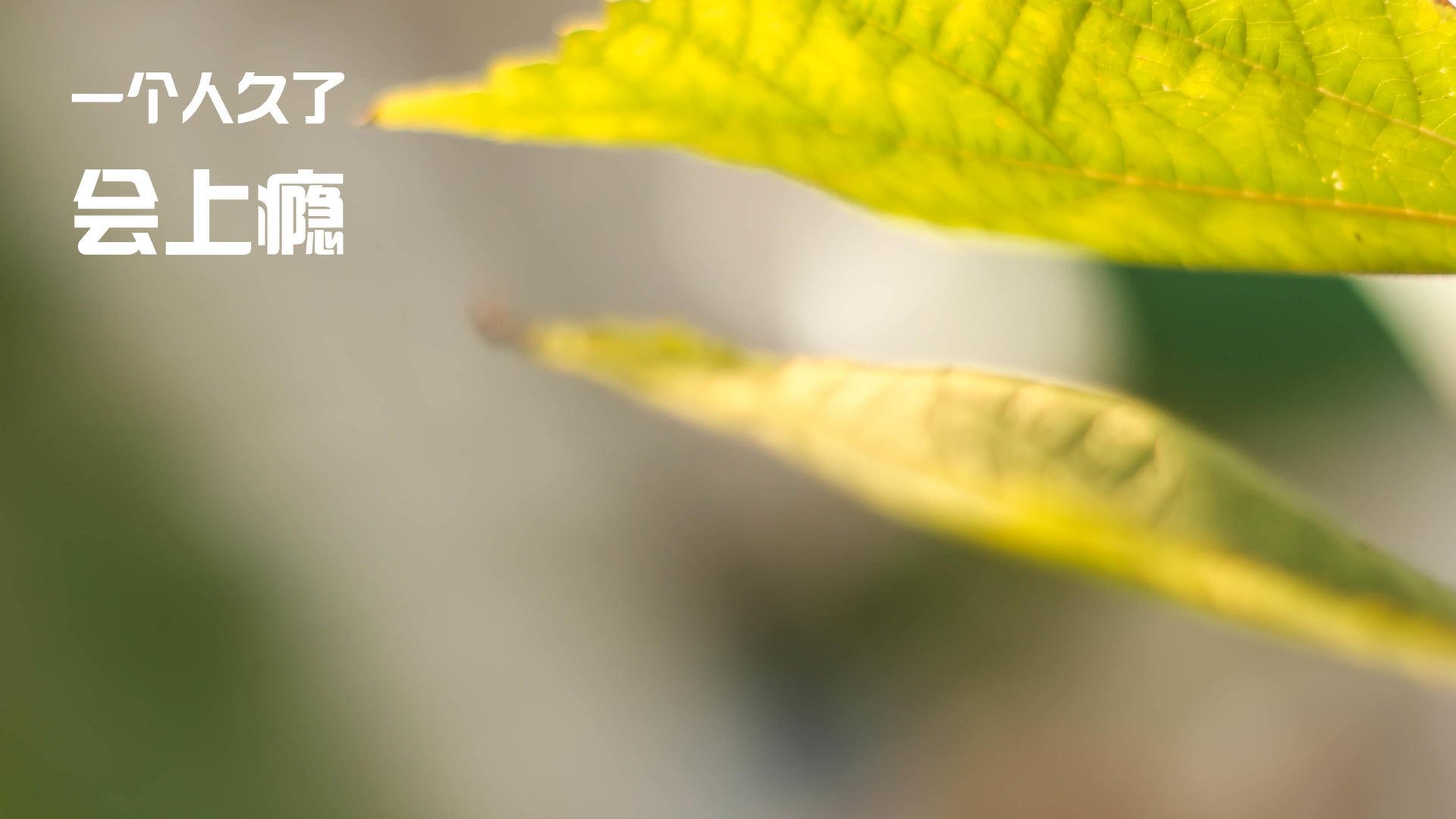 绝境中的“逆风战士”:逆境中的欧冠战斗精神,逆风比赛