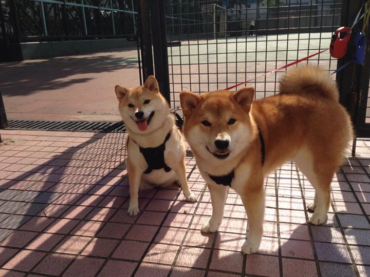 开云官网-绝地求生 国际赛事影响力扩大，绝地求生国际赛事赛程2021