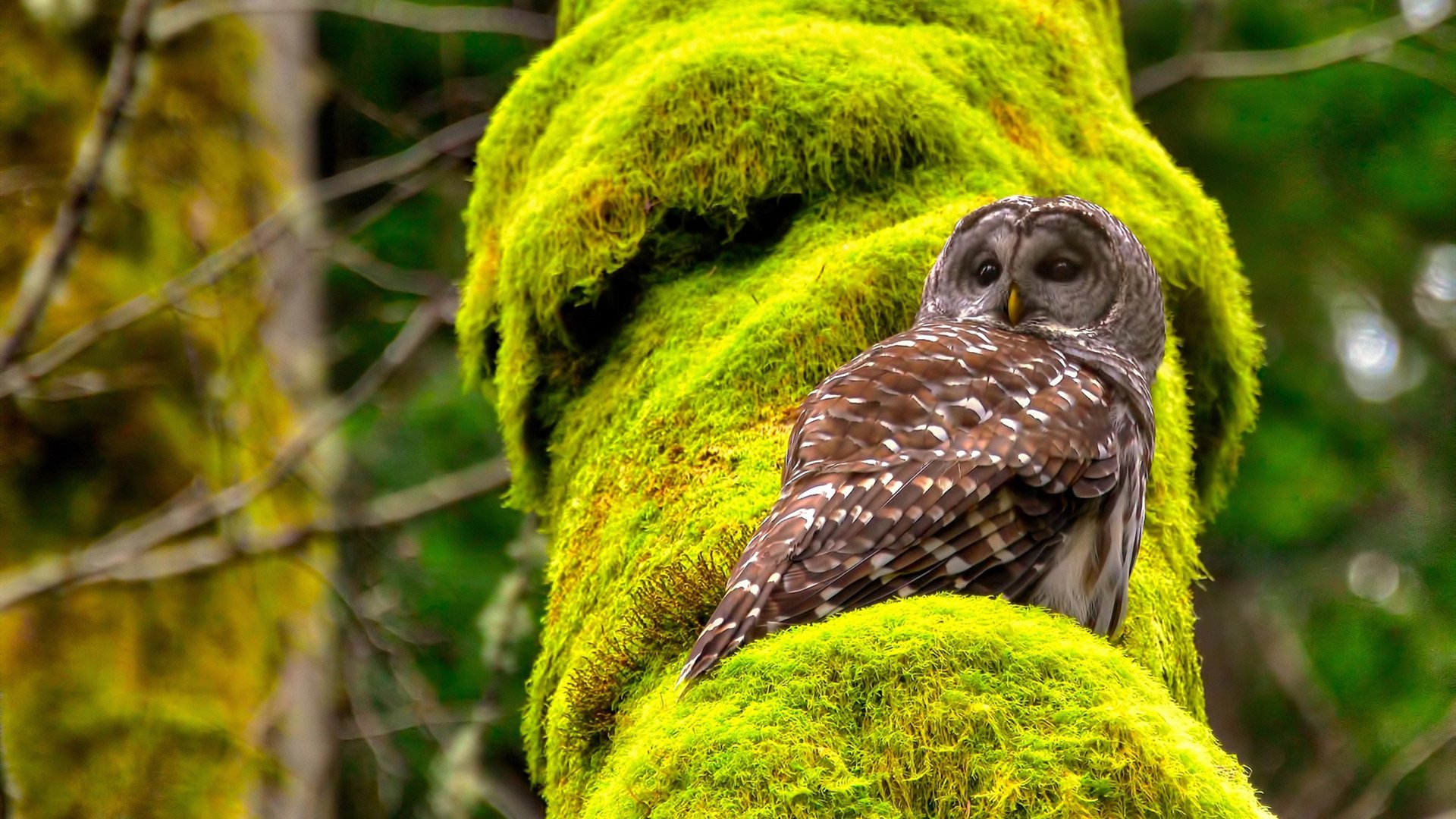 kaiyun体育综合-迷你高尔夫挥杆赛，轻松休闲又锻炼技巧，迷你高尔夫玩法