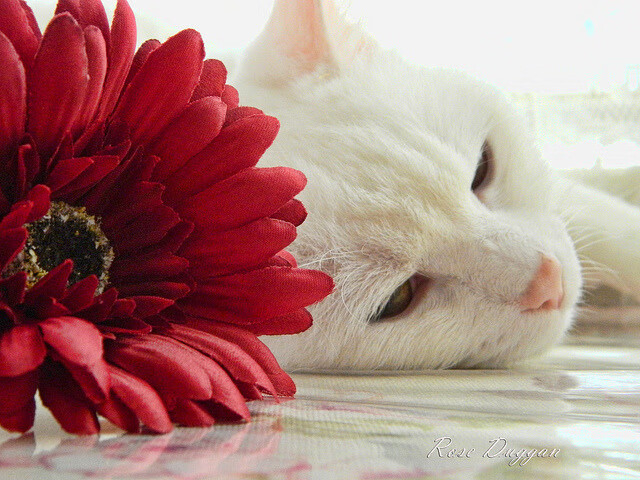 伯恩利客场爆冷不敌对手,连败势头难止,伯恩利ds