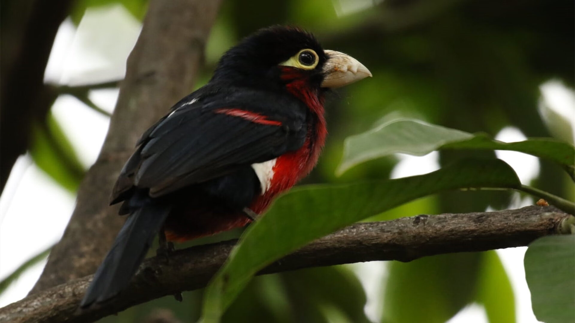 塞内加尔男足在巴黎奥运会上表现出色,赢得多场比赛,塞内加尔足球怎么样