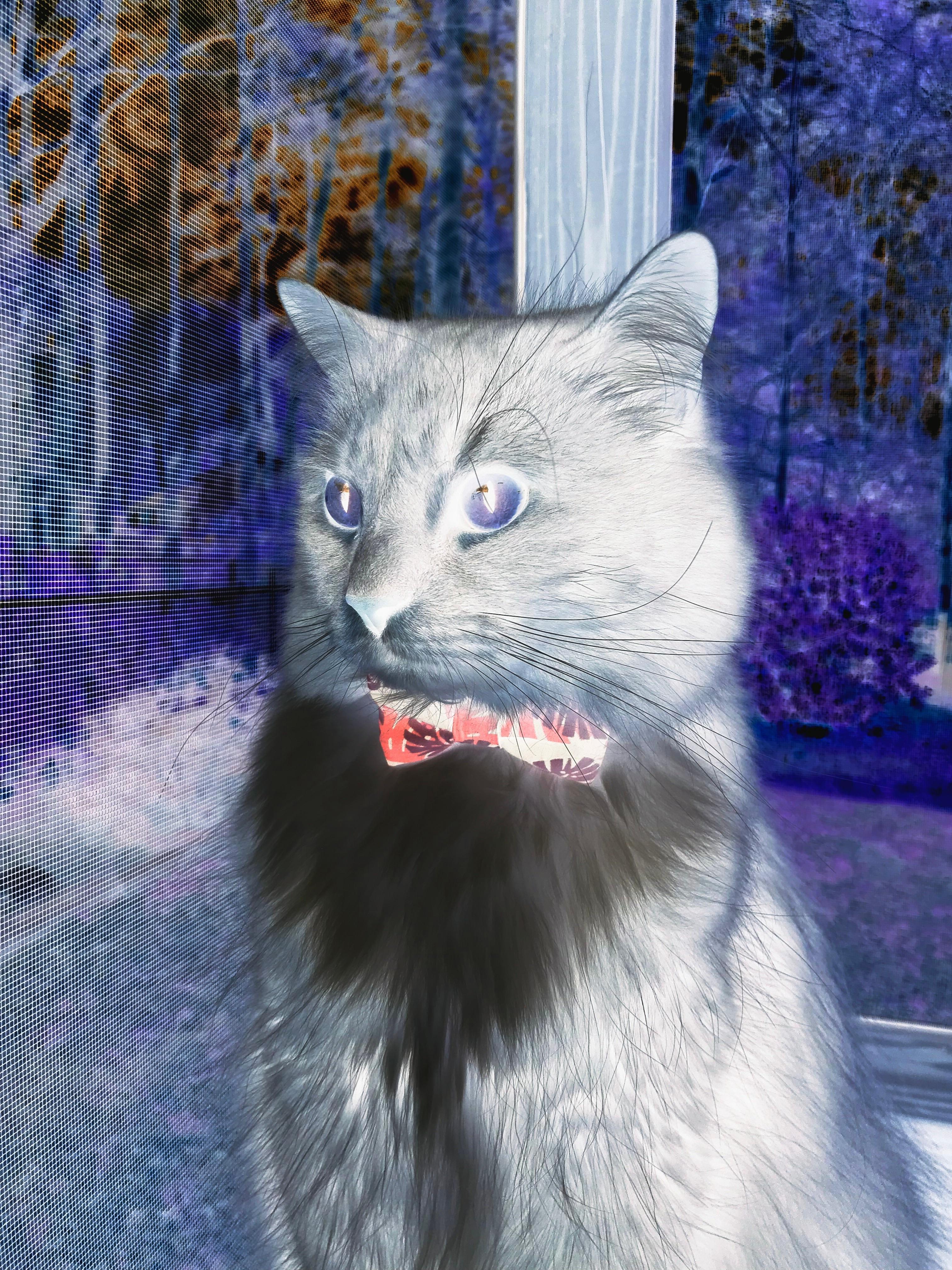 开云官网-塞尔维亚挑战匈牙利，欧洲国家联赛强势对决，匈牙利 赛尔维亚